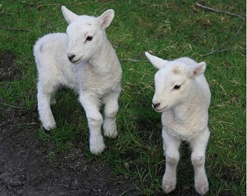 LAMBING SPECIAL OFFERS