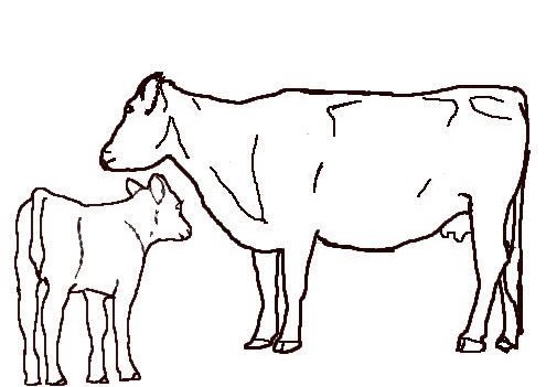 COW AND CALF