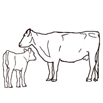 COW AND CALF