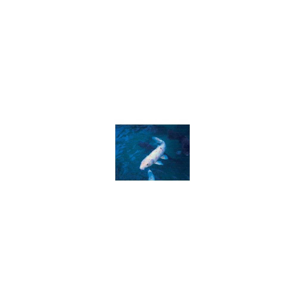Ambassador Pond Protect Net Black 100 x 2m